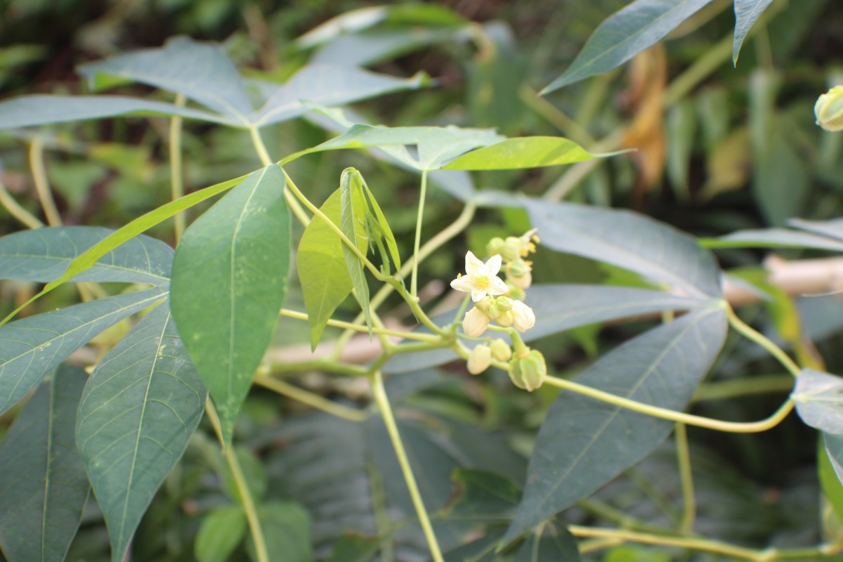 Manihot esculenta Crantz